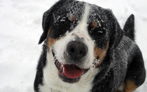 Заснеженный большой швейцарский зенненхунд