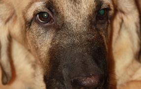 Spanish mastiff close up