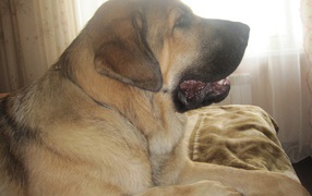 Испанский мастиф на диване