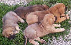 Spanish mastiff puppies on the grass