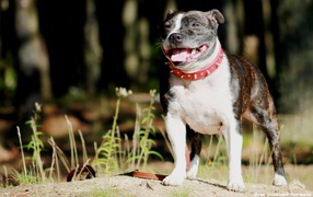 Стаффордширский бультерьер терьер в красном ошейнике