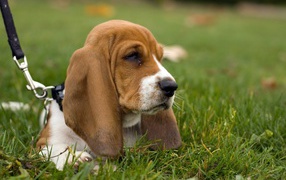 Surly basset hound in the grass