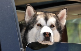 The Alaskan Malamute is looking out the window