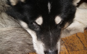 Аляскинский маламут спит