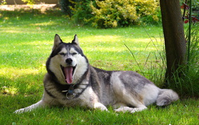 Аляскинский маламут устал
