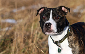 The Beautiful Staffordshire Bull Terrier