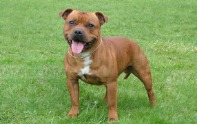 The Brown Staffordshire Bull Terrier on the grass