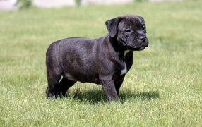 Щенок стаффордширский терьер в парке