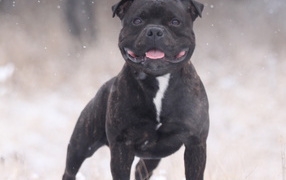 Стаффордширский бультерьер в зимнее время