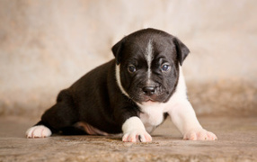 The Puppy Staffordshire Bull Terrier on the photo session