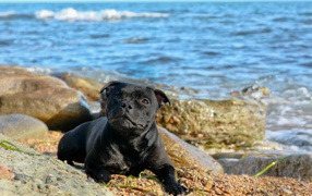 The Staffordshire Bull Terrier at the beach