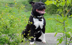 The Staffordshire Bull Terrier is in the bushes