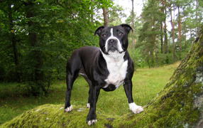 The Staffordshire Bull Terrier is in the forest