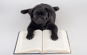 Собака учится читать