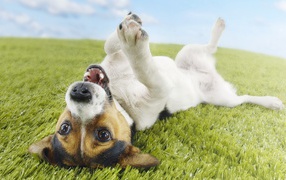 Собака валяется на траве