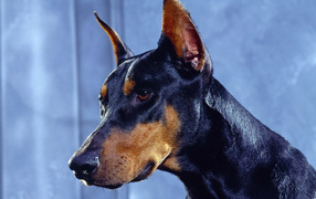 The face close up of the doberman