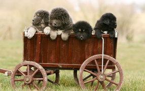 The full wagon of Tibetan mastiff puppies