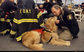 Человек благодарит собаку за помощь