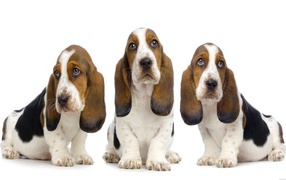 Three basset hound on a white background