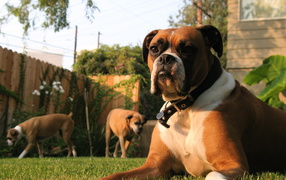 Three boxers in the yard