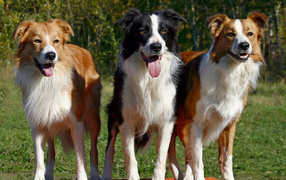 Three dogs border collies