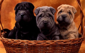 Three puppies shar pei in the basket