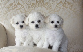 Three puppy Bichon Frise on the couch