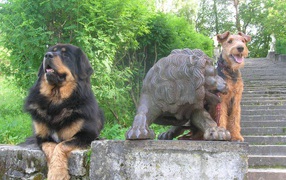 Tibetan mastiff and a statue