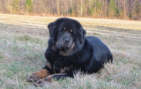 Тибетский мастиф на траве