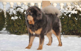 Tibetan mastiff on a the snow