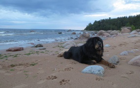 Tibetan mastiff on the beach