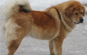 Tibetan mastiff on the winter streets