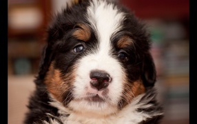 Tiny puppy Mountain dog Bernese