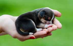 Tiny puppy beagle