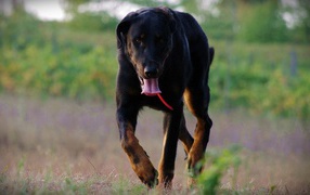 Tired Beauceron walking in the field