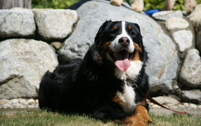 Tired Bernese Mountain Dog on a background of stones