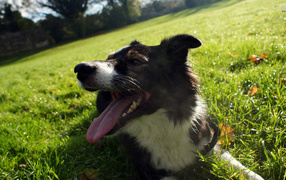 Уставшая бордер-колли лежит на траве