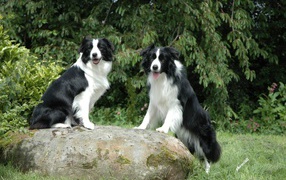 Две бордер-колли на камне