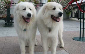 Two Great Pyrenees dogs
