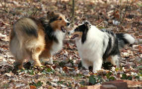Две собаки породы шелти в лесу