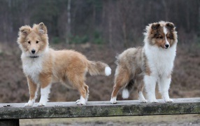 Two Sheltie puppy on a wooden bench