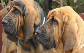 Two adult bloodhound
