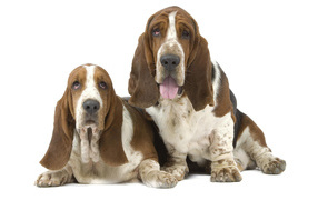 Two basset hound on a white background