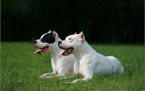 Two beautiful Dogo Argentino