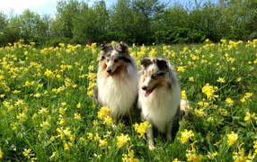Two beautiful Sheltie breed dog in flowers