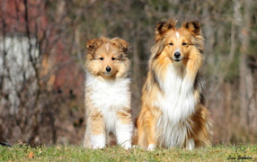 Две красивые собаки породы шелти на фоне леса