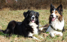 Two beautiful border collie lying on the grass