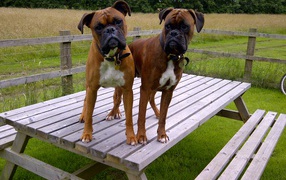 Two boxers on a wooden table