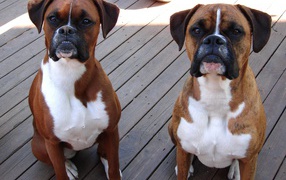 Two boxers waiting for command