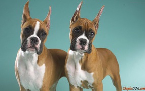 Two brothers boxers posing